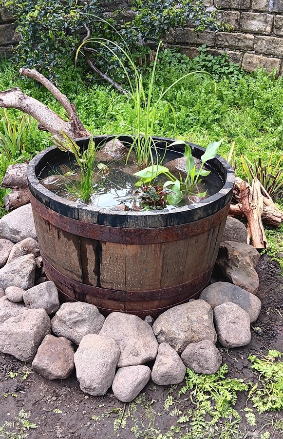The pond